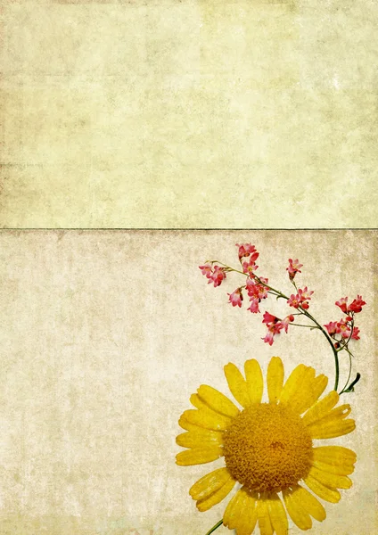 花の要素と素敵な背景イメージです。便利なデザイン要素 — ストック写真
