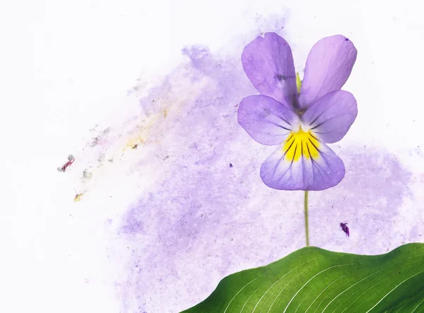 花の要素とカラフルなイラストです。便利なデザイン要素. — ストック写真
