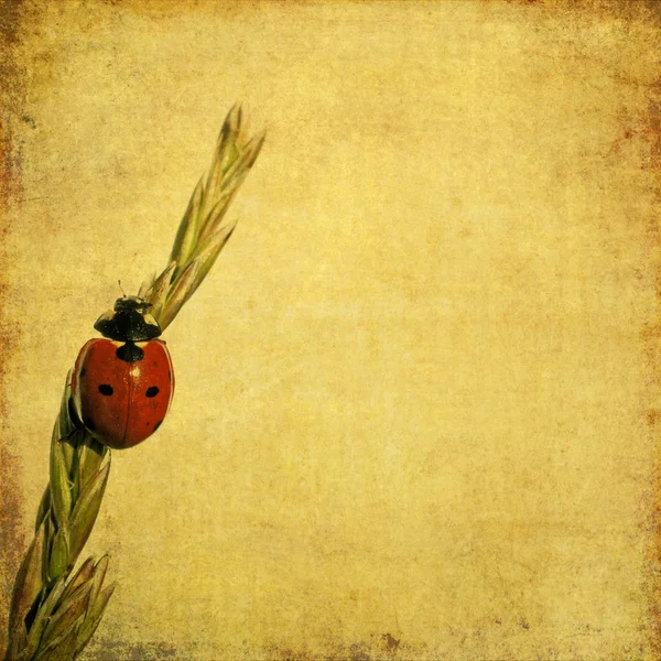 Imagine de fundal minunată cu ladybird și elemente florale. element de design util . — Fotografie, imagine de stoc