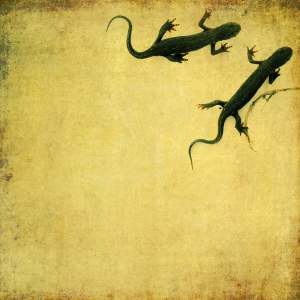 Schönes Hintergrundbild mit einer Großaufnahme von ein paar Salamandern. Nützliches Gestaltungselement. — Stockfoto