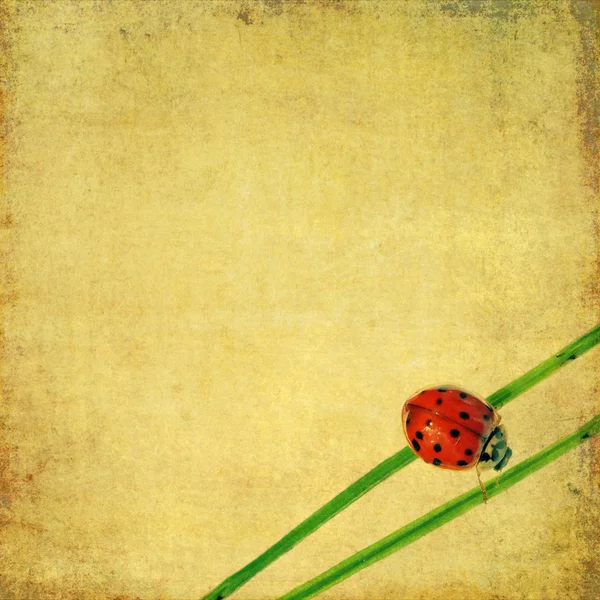Lovely background image with ladybird and floral elements. useful design element. — Stock Photo, Image