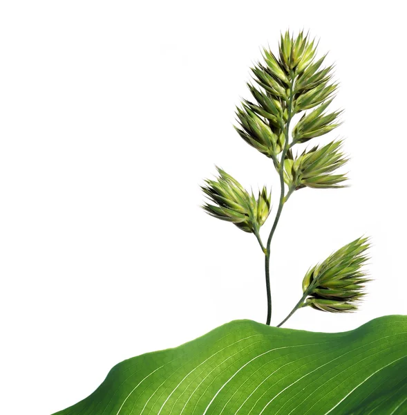 白い背景に対して植物。便利なデザイン要素. — ストック写真