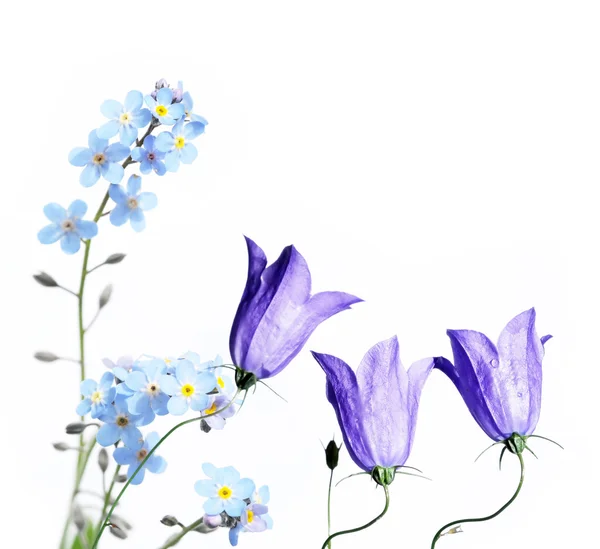 Flora vor weißem Hintergrund. Nützliches Gestaltungselement. — Stockfoto