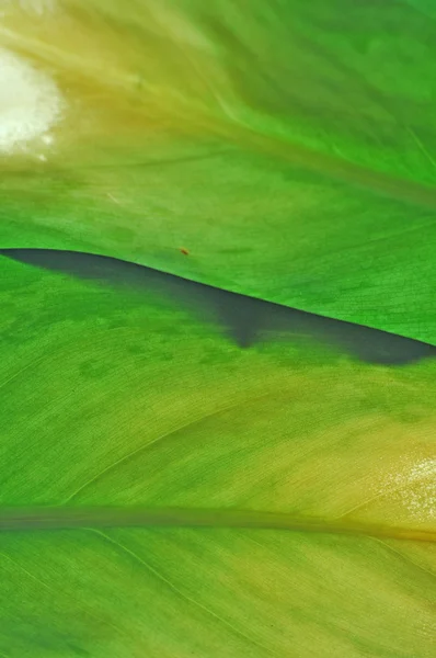Junge grüne Blätter — Stockfoto