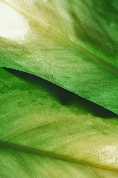Μικρά πράσινα φύλλα — Φωτογραφία Αρχείου