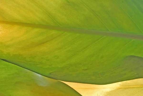 若い緑の葉 — ストック写真