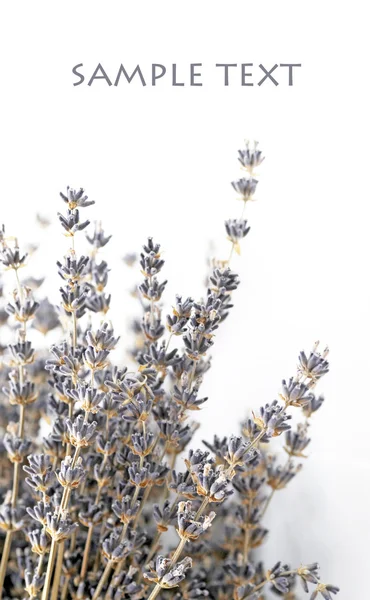 Schöne Blumen vor weißem Hintergrund — Stockfoto