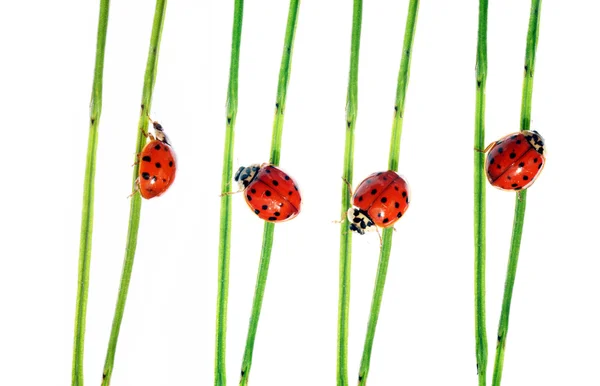 stock image Collection of lady bugs on flora against white background