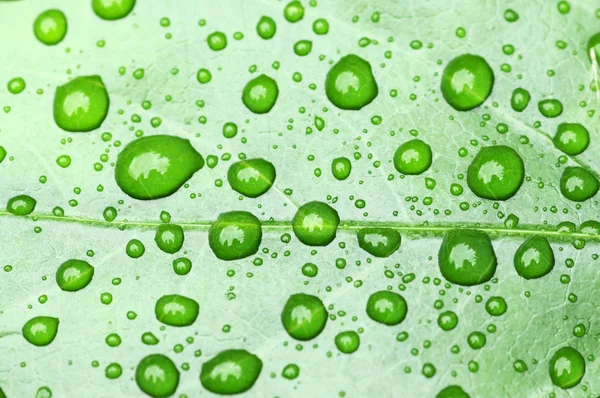 Preciosa imagen abstracta con hojas verdes con pequeñas gotas de agua —  Fotos de Stock