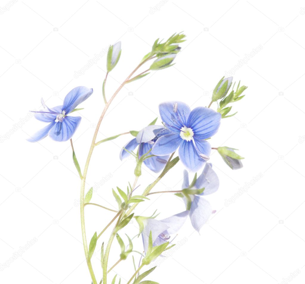 Spring concept. young spring flowers against white background.