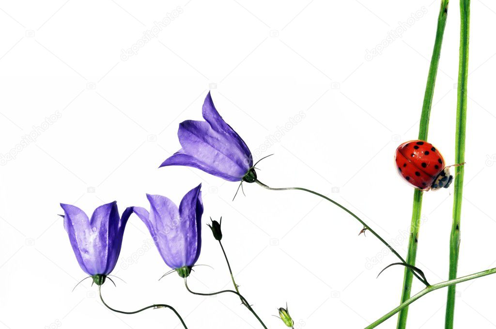 Spring concept. flora and ladybirds against white background.