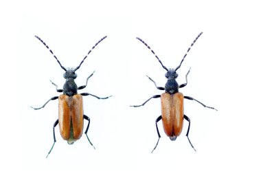 A couple of beetles against white background clipart