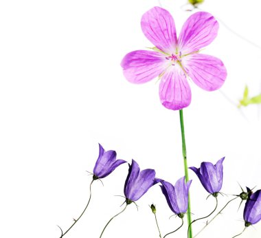 güzel bahar flora
