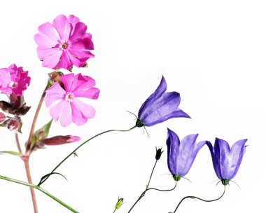 güzel bahar flora