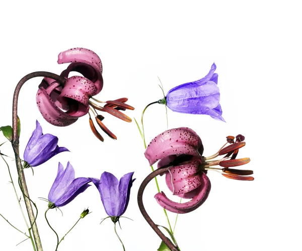 Belle flore printanière — Photo