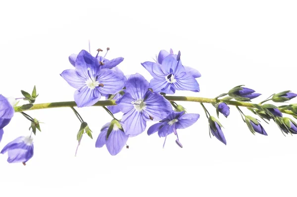 Barevné ilustrace s květinové prvky — Stock fotografie