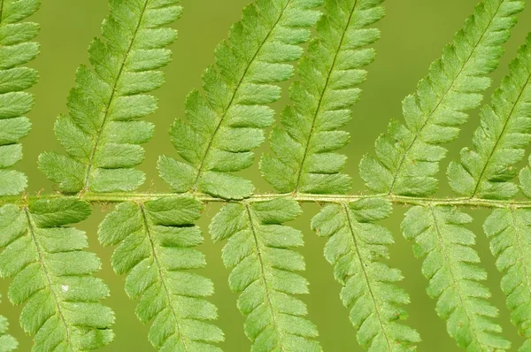 Flora sobre fondo verde —  Fotos de Stock