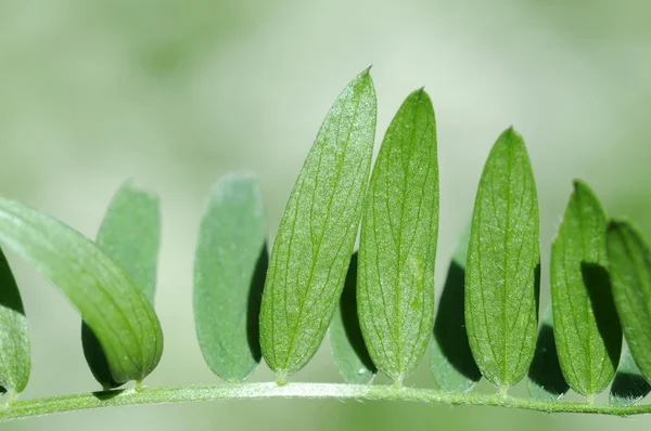 緑の背景に対して植物 — ストック写真