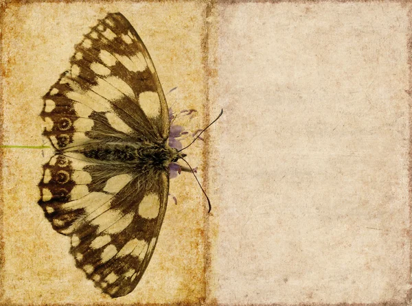 蝶のクローズ アップと素敵な背景イメージです。便利なデザイン要素 — ストック写真