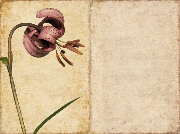 Kukka tausta ja muotoilu elementti — kuvapankkivalokuva
