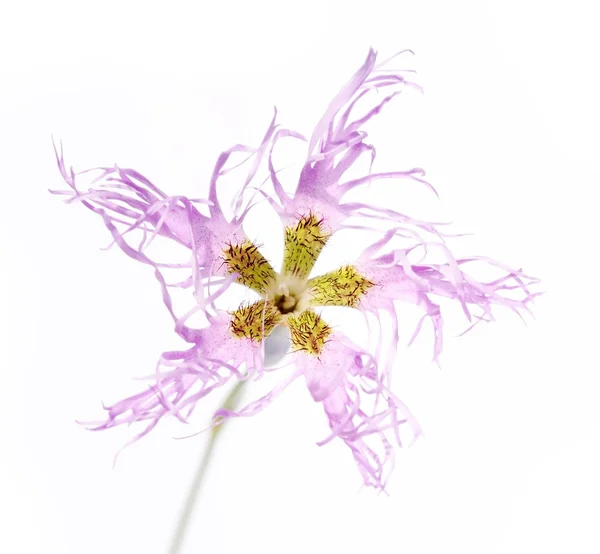 Schöne rote Blumen vor weißem Hintergrund — Stockfoto