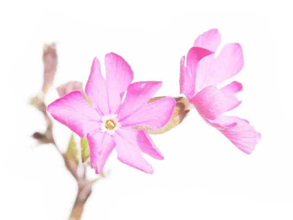 Krásné jarní flóra — Stock fotografie