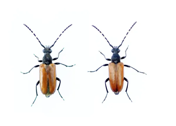 Un par de escarabajos sobre fondo blanco — Foto de Stock