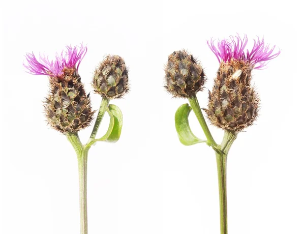 stock image Lovely spring flora