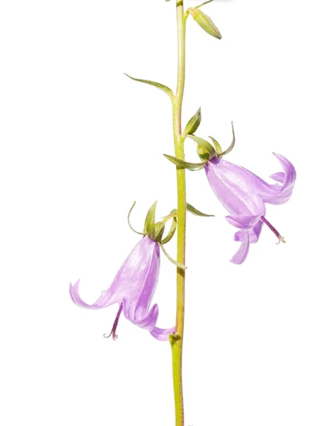 Linda flora primavera — Fotografia de Stock