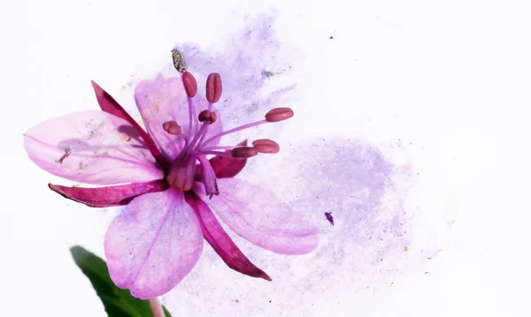 Bunte Illustration mit floralen Elementen — Stockfoto