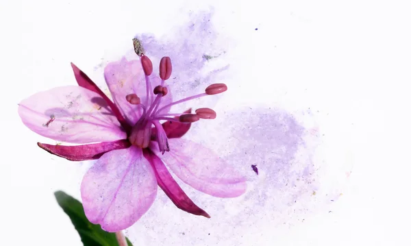 Ilustración colorida con elementos florales — Foto de Stock