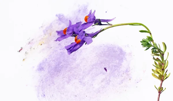 色彩丰富的插画与花卉元素 — 图库照片