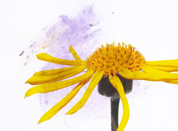 Ilustração colorida com elementos florais — Fotografia de Stock