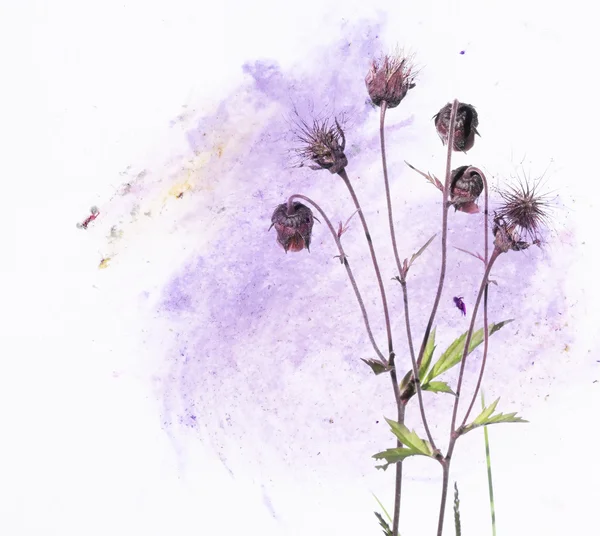 Πολύχρωμη εικονογράφηση με floral στοιχεία — Φωτογραφία Αρχείου