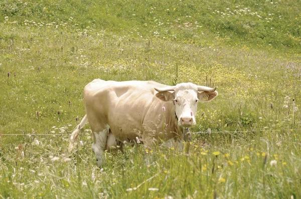 Αγελάδα στις Ελβετικές Άλπεις — Φωτογραφία Αρχείου