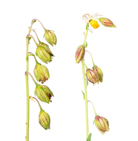 Härliga våren flora — Stockfoto