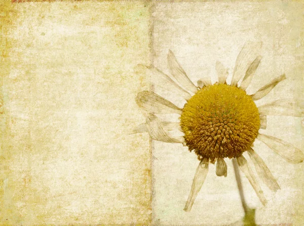 花卉背景和设计元素 — 图库照片