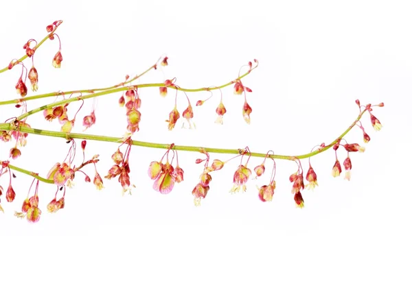 Lovely spring flora — Stock Photo, Image