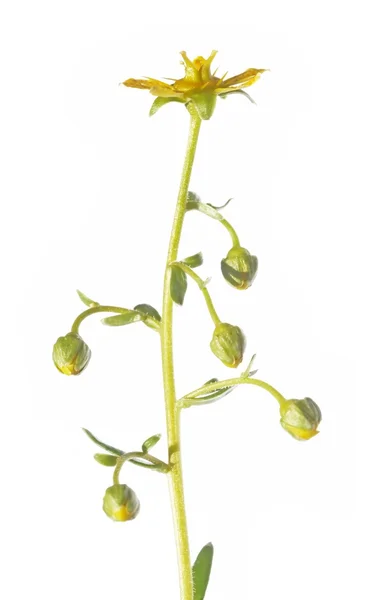 Szép tavaszi növény — Stock Fotó
