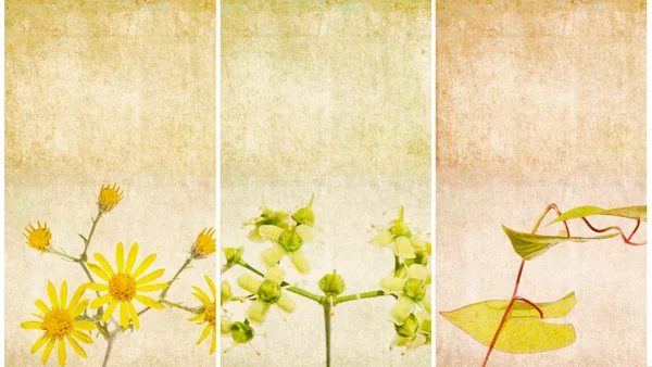 Floral achtergrond en ontwerp element — Stockfoto