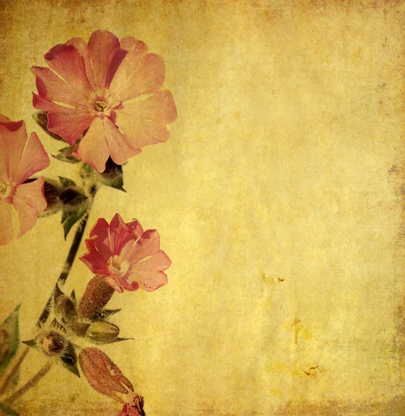 花の背景、デザイン要素 — ストック写真