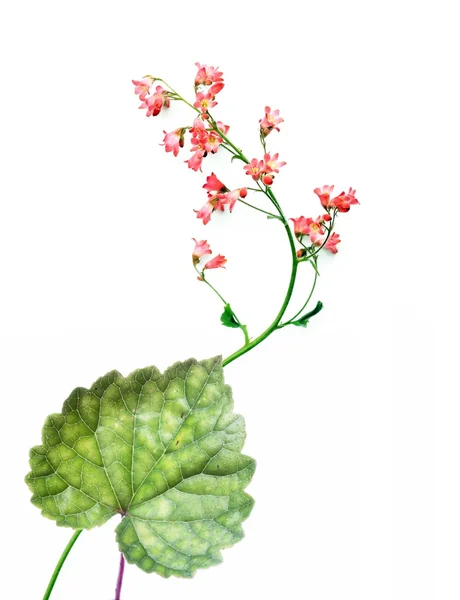 사랑 스러운 봄 식물 — 스톡 사진