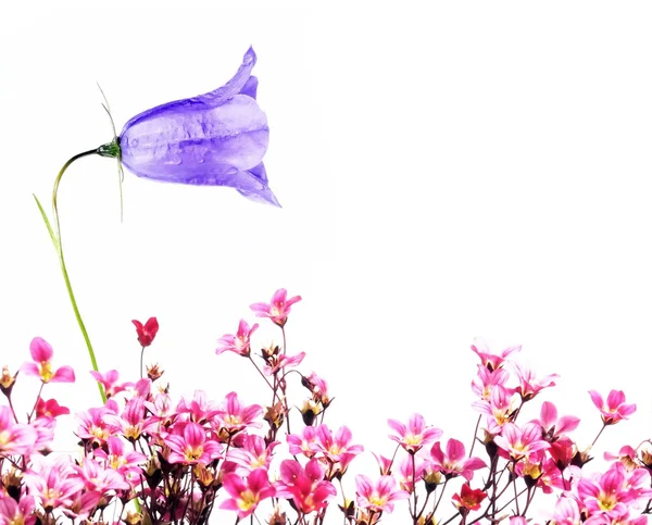 Lovely весняний флори — стокове фото