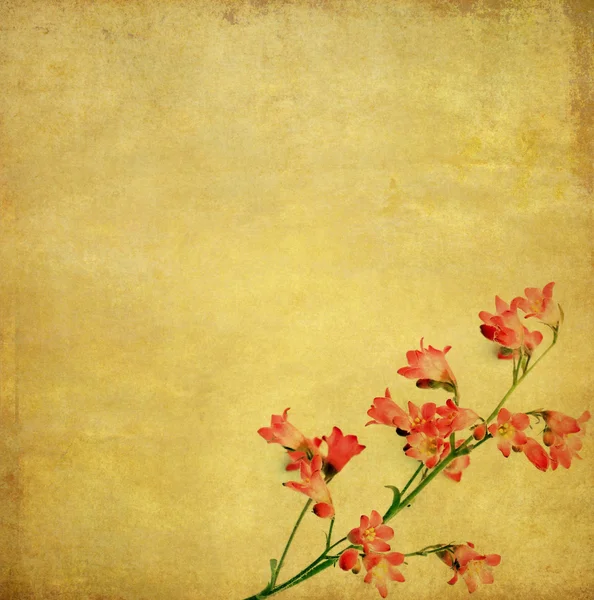 花卉背景和设计元素 — 图库照片
