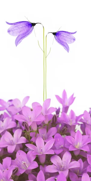 Härliga våren flora — Stockfoto