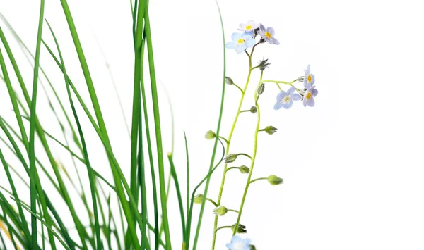 Linda flora primavera — Fotografia de Stock