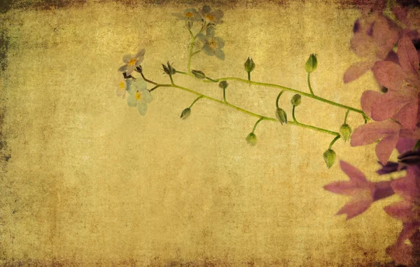 Floraler Hintergrund und Gestaltungselement — Stockfoto