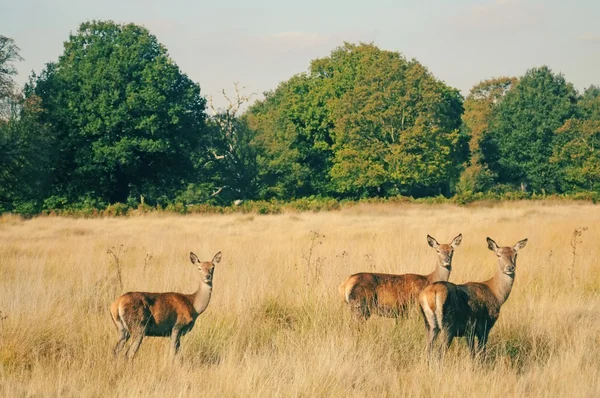 伦敦里士满公园的鹿 — 图库照片