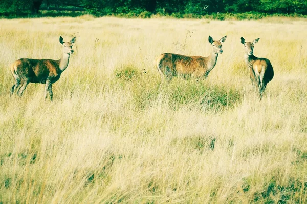 Deer in richmond park, london — Stock Photo, Image