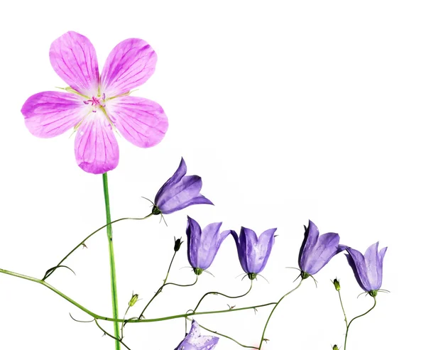 Preciosa flora de primavera — Foto de Stock